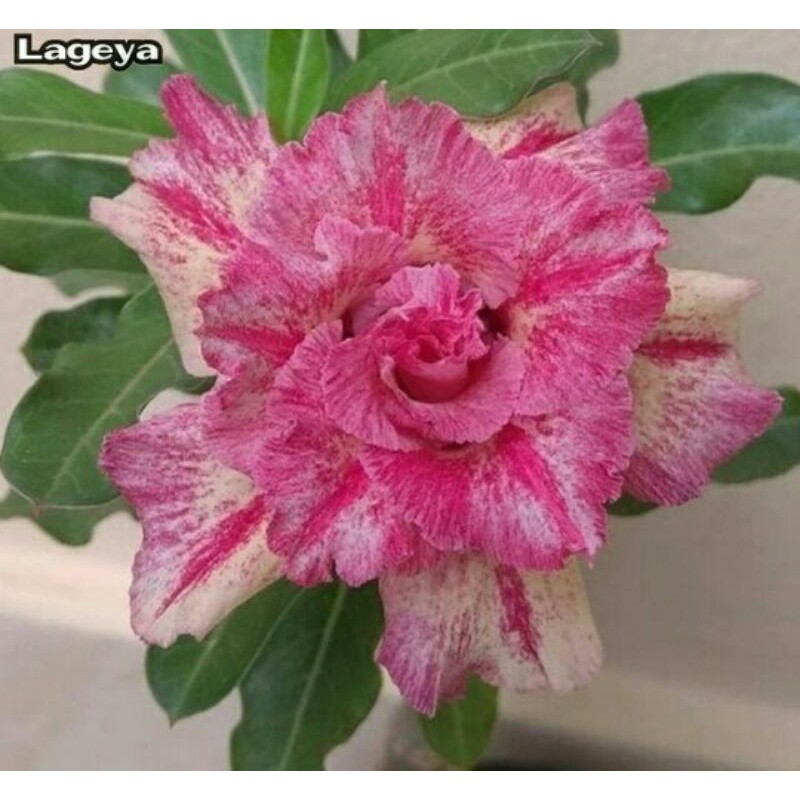 

Bibit Kamboja Legeya (Adenium) papang