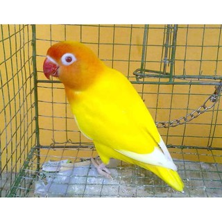 Pet Burung Lovebird Lb Lutino Mata Merah Baby Paud Anak Ino Mm
