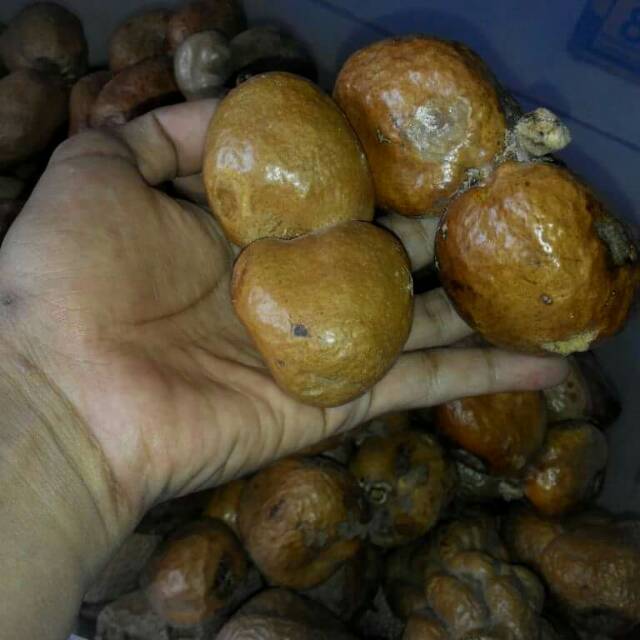 

Buah zuriat kembar(doum) untuk promil