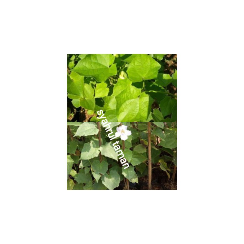 tanaman hias thunbergia rambat bunga putih - tanaman rambat thunbergia