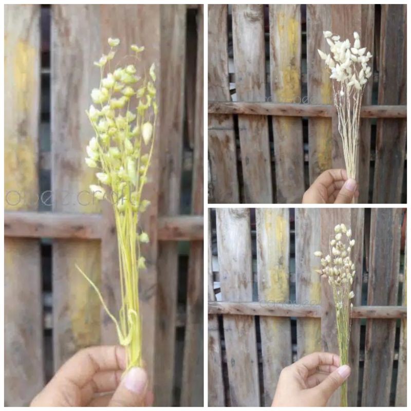 Bunga Kering Dekorasi Aesthetic Quaking Grass