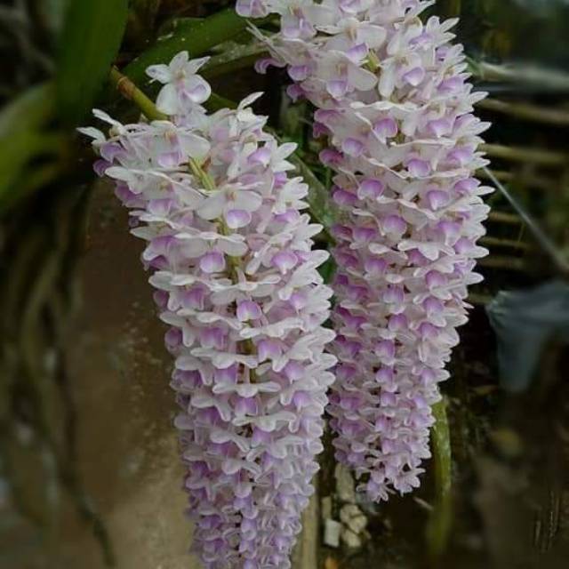 Anggrek ekor tupai dewasa