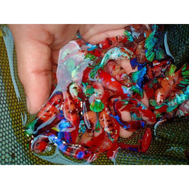 Ready Ikan Cupang Hias Female / Betina Koi Galaxy Multicolor / Nemo Multycolour Fullblock