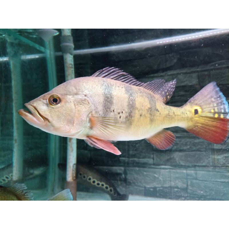 pbass mono 25cm khusus ojol