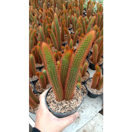 kaktus sukulen ekor tupai merah 1 pcs