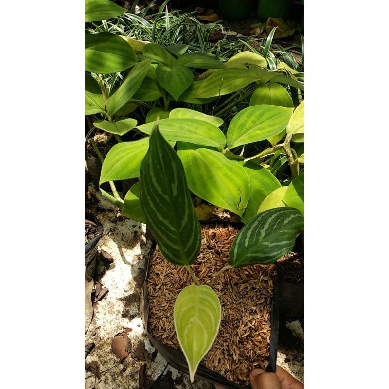 Tanaman Hias Aglonema Zebra/blanceng zebra