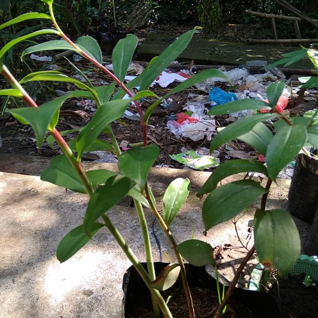 Tanaman pacingan pacing