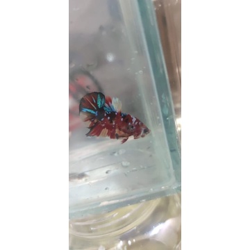 ikan cupang nemo koi galaxy multi colour
