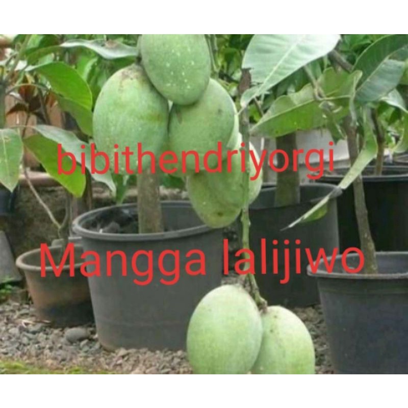 bibit buah mangga lalijiwo