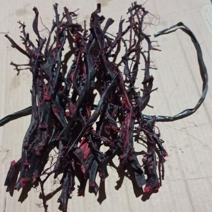 Bahan akar bahar Merah super  시