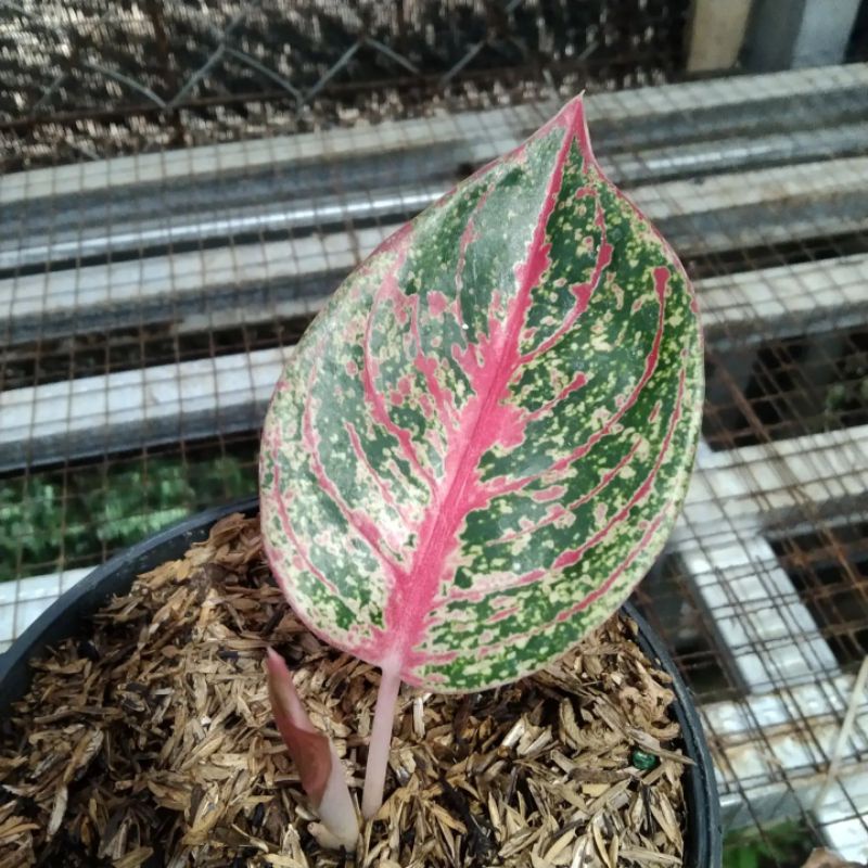 tanaman hias aglonema Arini real pict