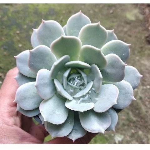 tanaman hias sukulen echeveria lola