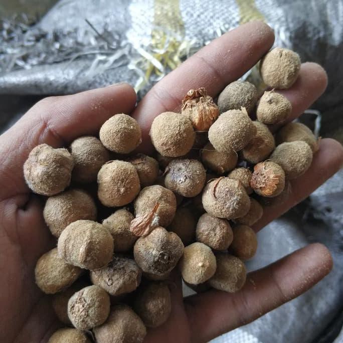 cups 100 Biji Butir Pohon Jati Solomon Unggul fix