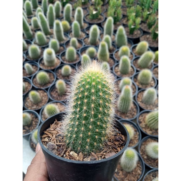 kaktus ownroot / ekor tupai