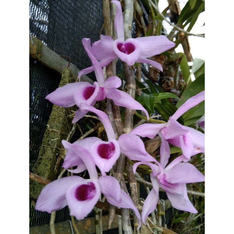 dendrobium anosmum gigantea