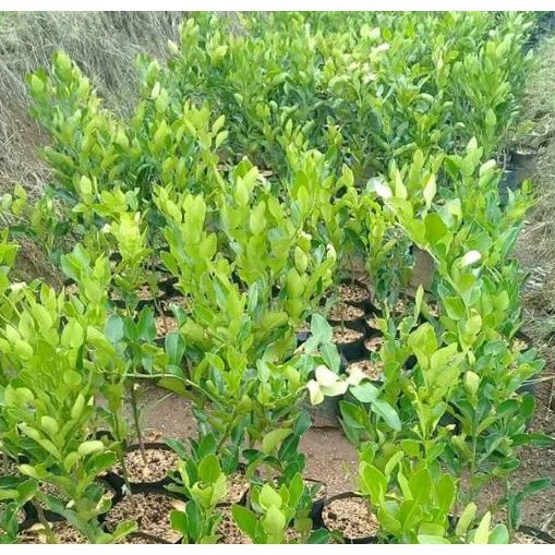 TANAMAN BIBIT BENIH POHON JERUK PURUT BERBUAH POHON JERUK PURUT BIBIT BUAH JERUK ATSIRI OKULASI SAMB