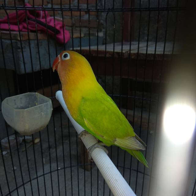 Lovebird Pasjo Shopee Indonesia