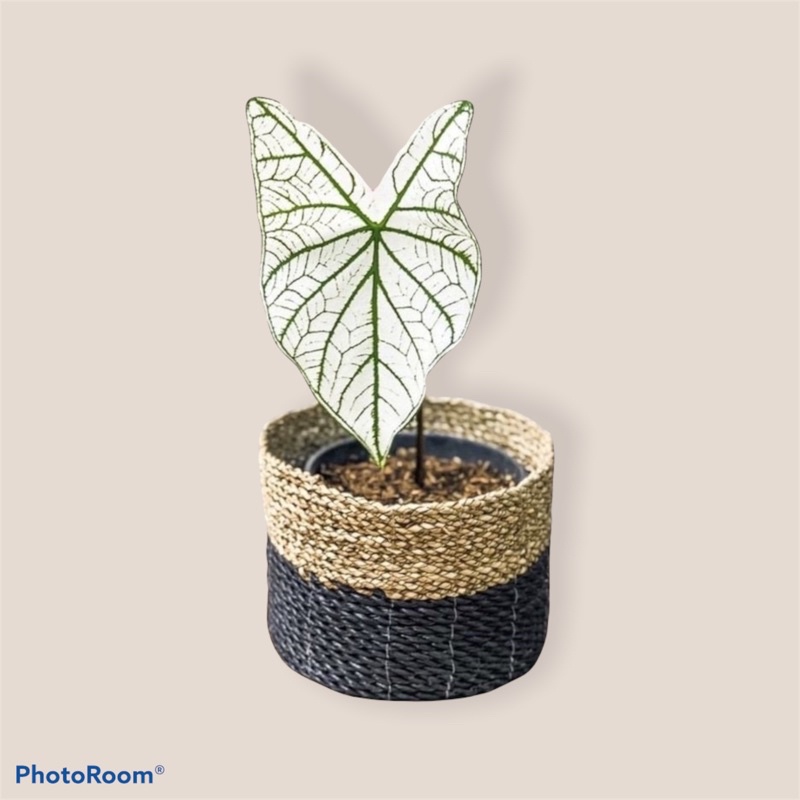 Tanaman hias keladi putih-keladi-tanaman hidup-bunga hidup-bunga hiasan rumah- caladium-keladi