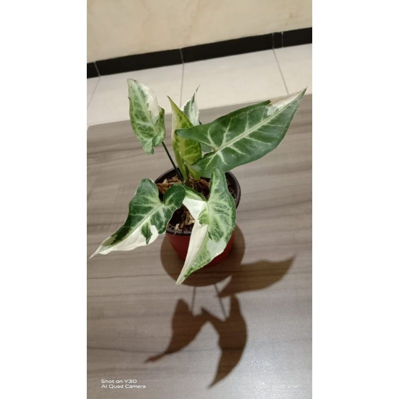 syngonium T25