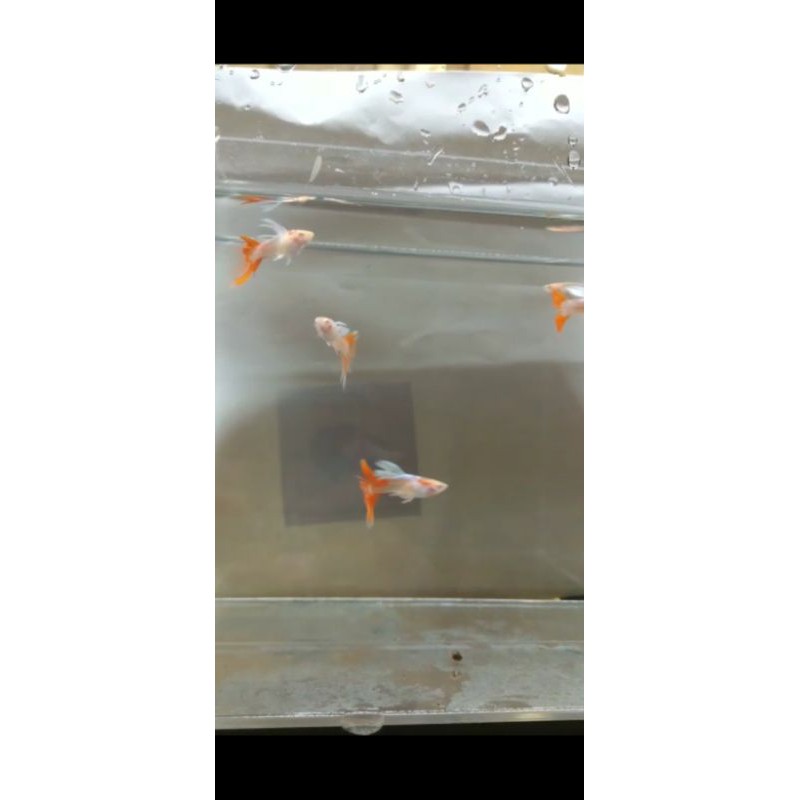 Guppy Sky Red CrownTail