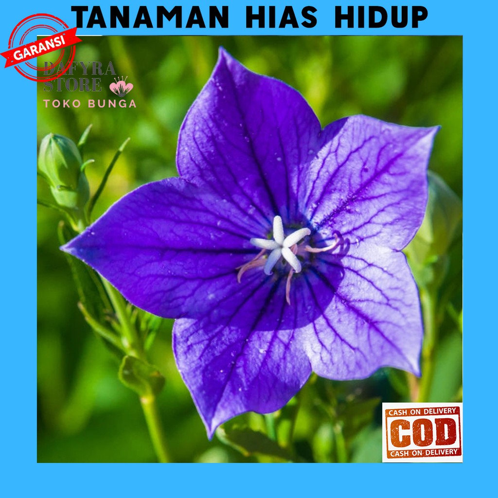 BIBIT BUNGA HIDUP TANAMAN HIAS STAR BLUE ASLI BUNGA HIASAN TAMAN