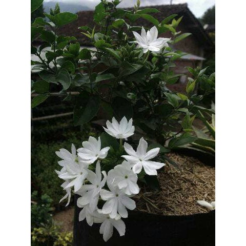 Melati Star Jasmine (berbunga hidup)