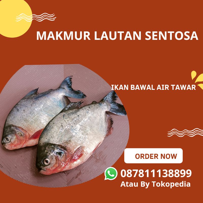 

Ikan Bawal Air Tawar Segar Utuh