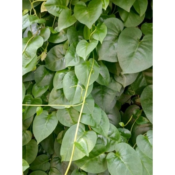 

Daun binahong hijau 1 kg