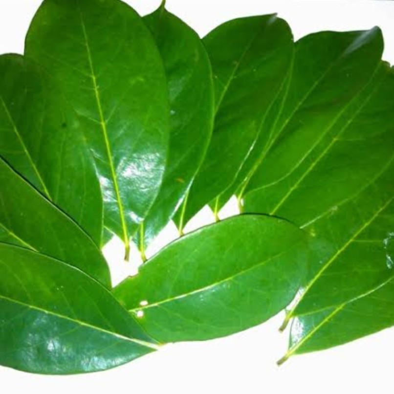 

TERMURAH 1kg daun cincau segar Herbal