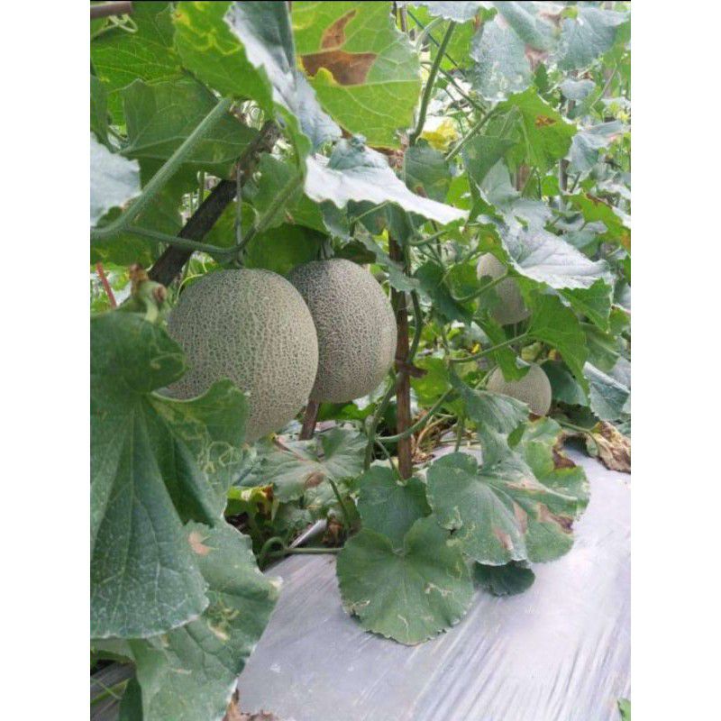 pupuk booster organik melon pupuk perangsang buah melebatkan menyuburkan