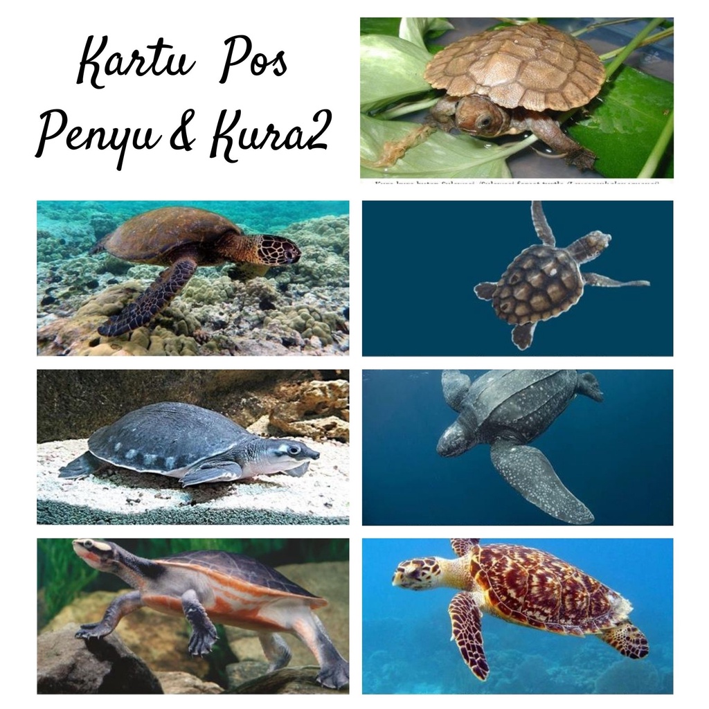 

MC- Kartu pos kartupos Penyu & Kura2 / Turtle Postcard