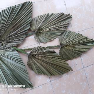  Daun  palem kering daun rustic  uk B Shopee Indonesia