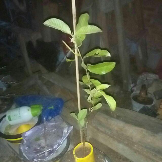 Tanaman Kelengkeng Pingpong (tinggi 40-60 Cm)