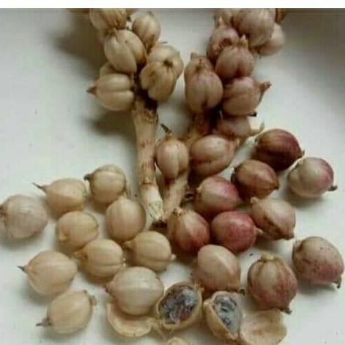 

Kapol /Kapulaga / True Cardamom Rempah 50 gram