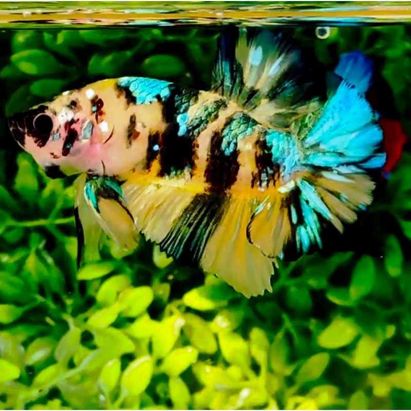 IKAN CUPANG HIAS SETINGAN INDUKAN TOP GRADE YELLOW KOI GALAXY ORI THAI TERMURAH BONUS KETAPANG 40K