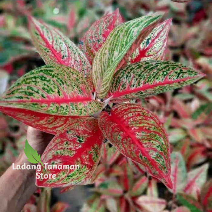 aglonema legacy merah