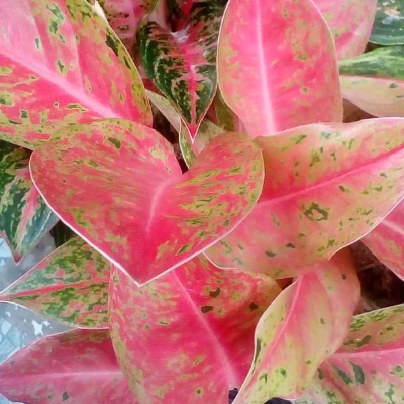 anakan big roy / bunga aglonema baby big roy