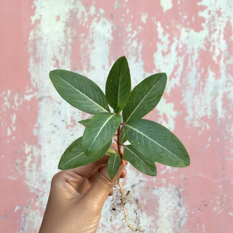 bunga vinca tanaman bunga vinca