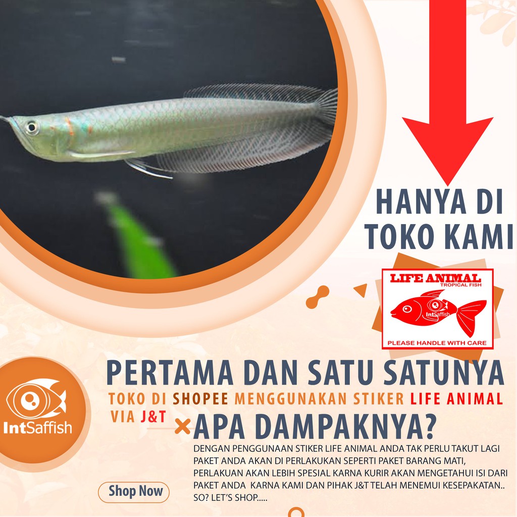 Arwana silver brazil 10-12 cm hiasan aquarium predator