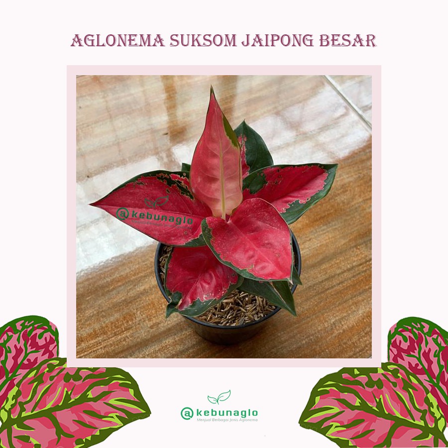 Tanaman Hias Aglonema Suksom Jaipong Besar, 8-10 Daun