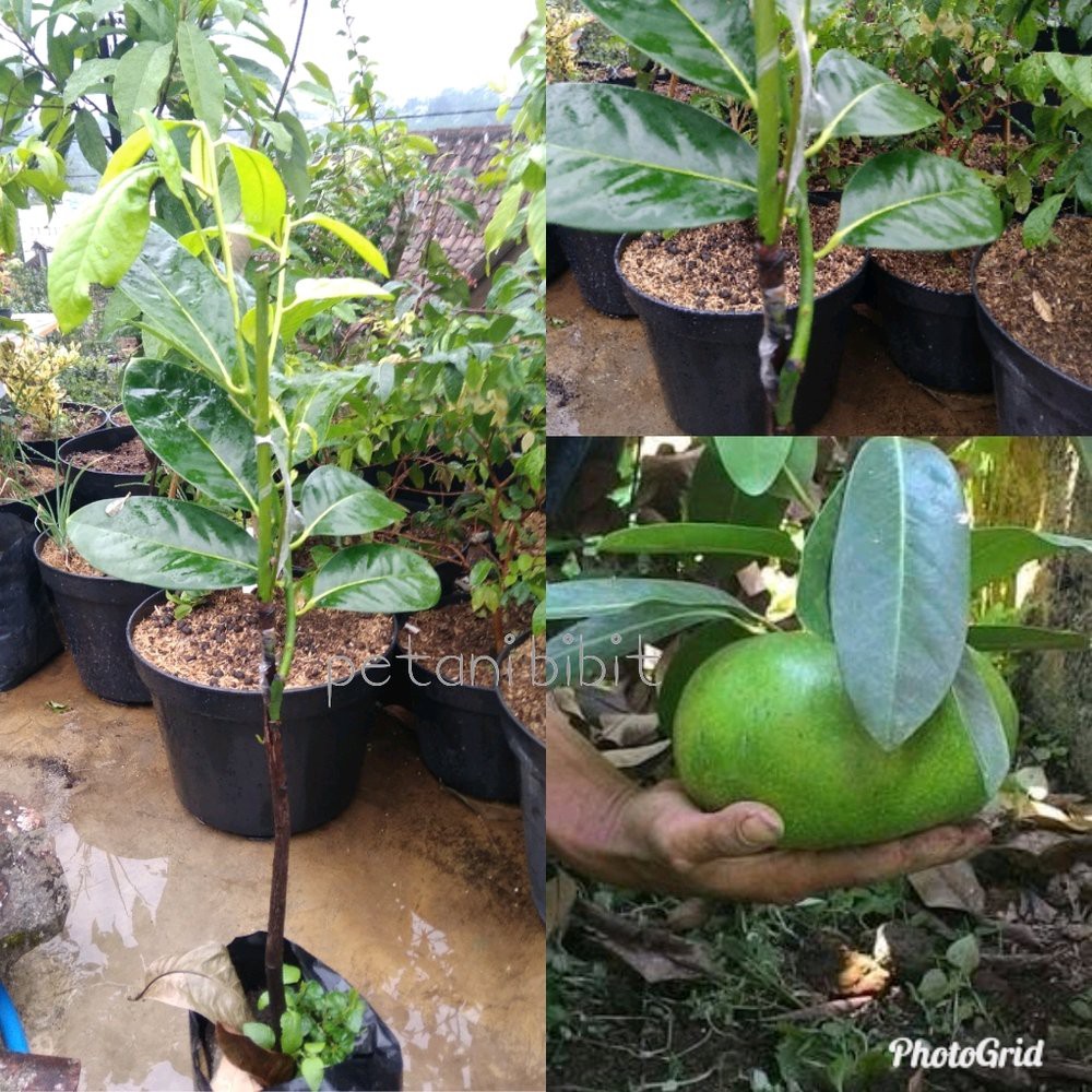 bibit buah black sapote jumbo okulasi Limited
