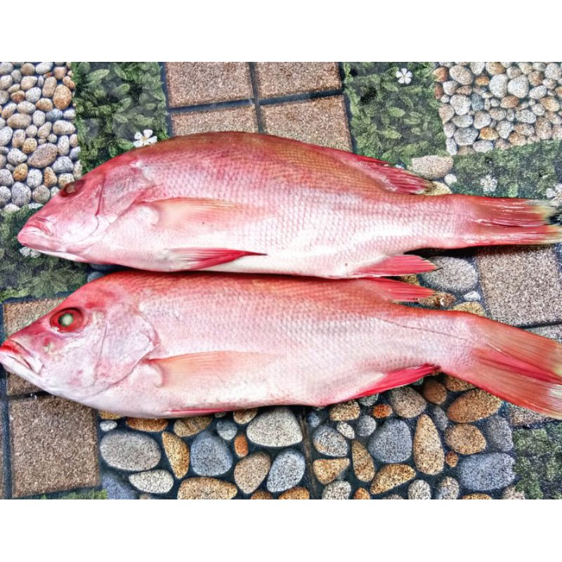 

Jual Promo Ikan kakap merah fresh