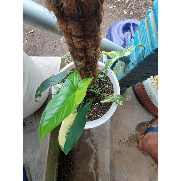 Tanaman Hias Podophyllum Aurea Yellow Variegated | Syngonium Varigata Kuning