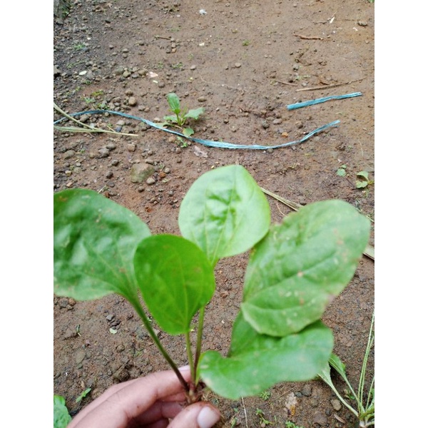 

daun sendok kiurat 300gram