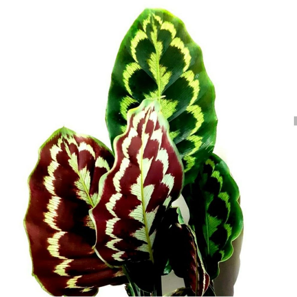 Bibit Tanaman Bunga Calathea Merak (Peacock) BERGARANSI