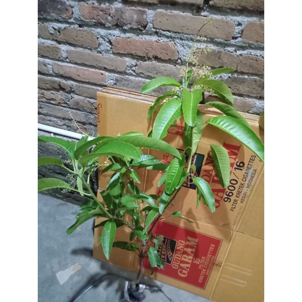 Bibit Buah Mangga Manalagi Sudah Berbunga-Bibit Tanaman Buah Manalagi Hasil Okulasi Sudah Berbunga-T