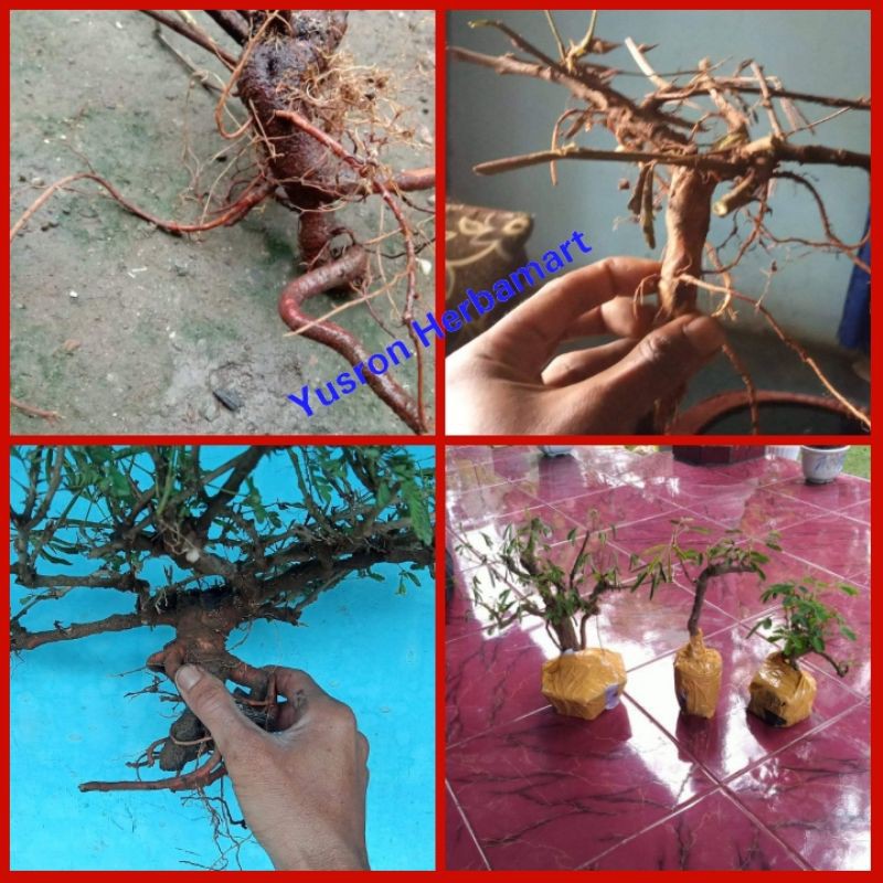 BONGGOL PUTRI MALU BAHAN BONSAI BONUS BENIH