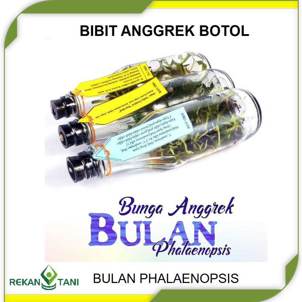 Bibit Bunga Anggrek / Bibit Anggrek BULAN PHALAENOPSIS Botol