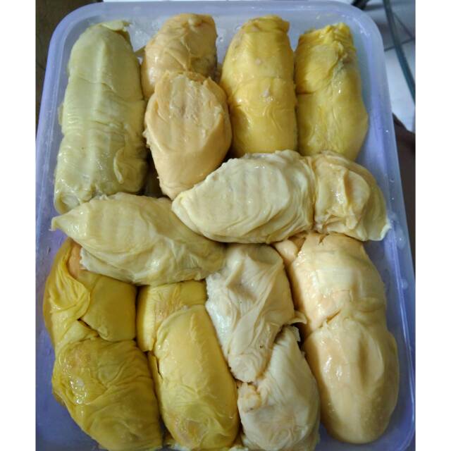 

Duren Tupai King