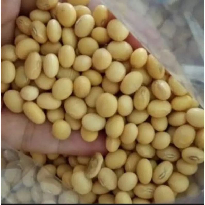 

1KG Benih kacang kedelai Benih super Besar besar (Varietas grobogan)